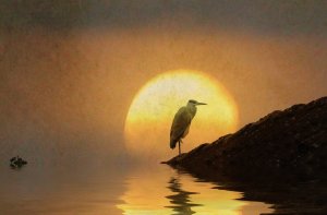 Heron_Alice Popkorn_via Flickr_CC