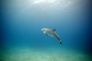 dolphin-retreat-12-232