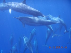 11073578_847386338642621_9051216967409947602_o