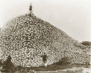 Photograph, mid-1870s , of a pile of American bison skulls waiting to be ground for fertilizer. (Burton Historical Collection, Denver Pub. Lib.)