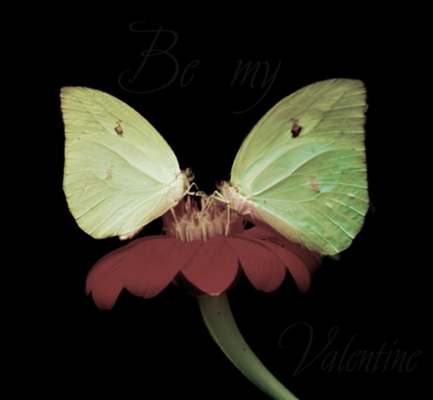 sharing_love_by_gemininana