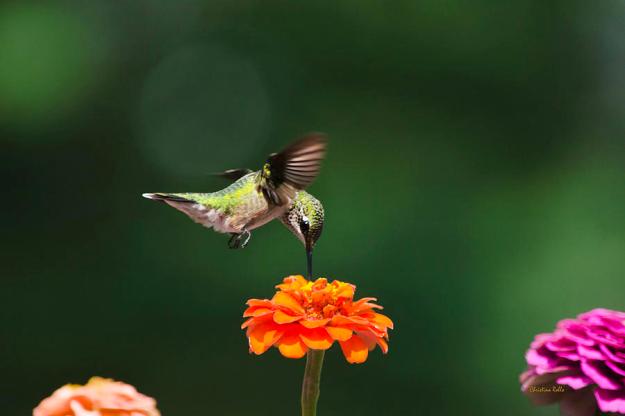 ruby-throated-hummingbird-feeding-on-orange-zinnia-flower-christina-rollo