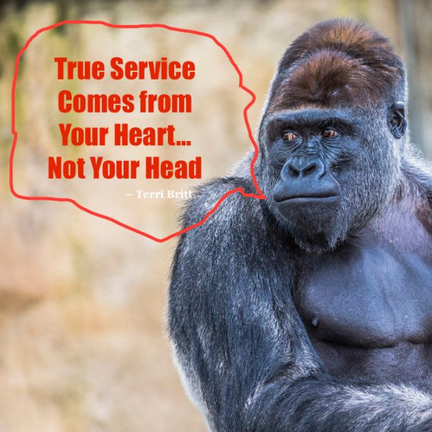 47962818 - a western lowland female gorilla standing facing forward