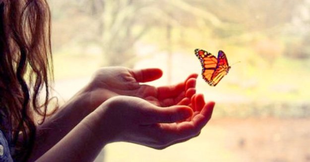 surrender_butterfly-720x377